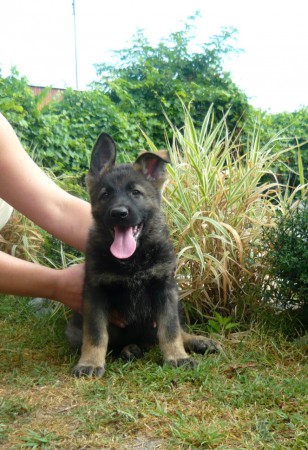 Hirtus z Arthemilly -owner PHILIP JUSTICE  CALIFORNIA, USA 